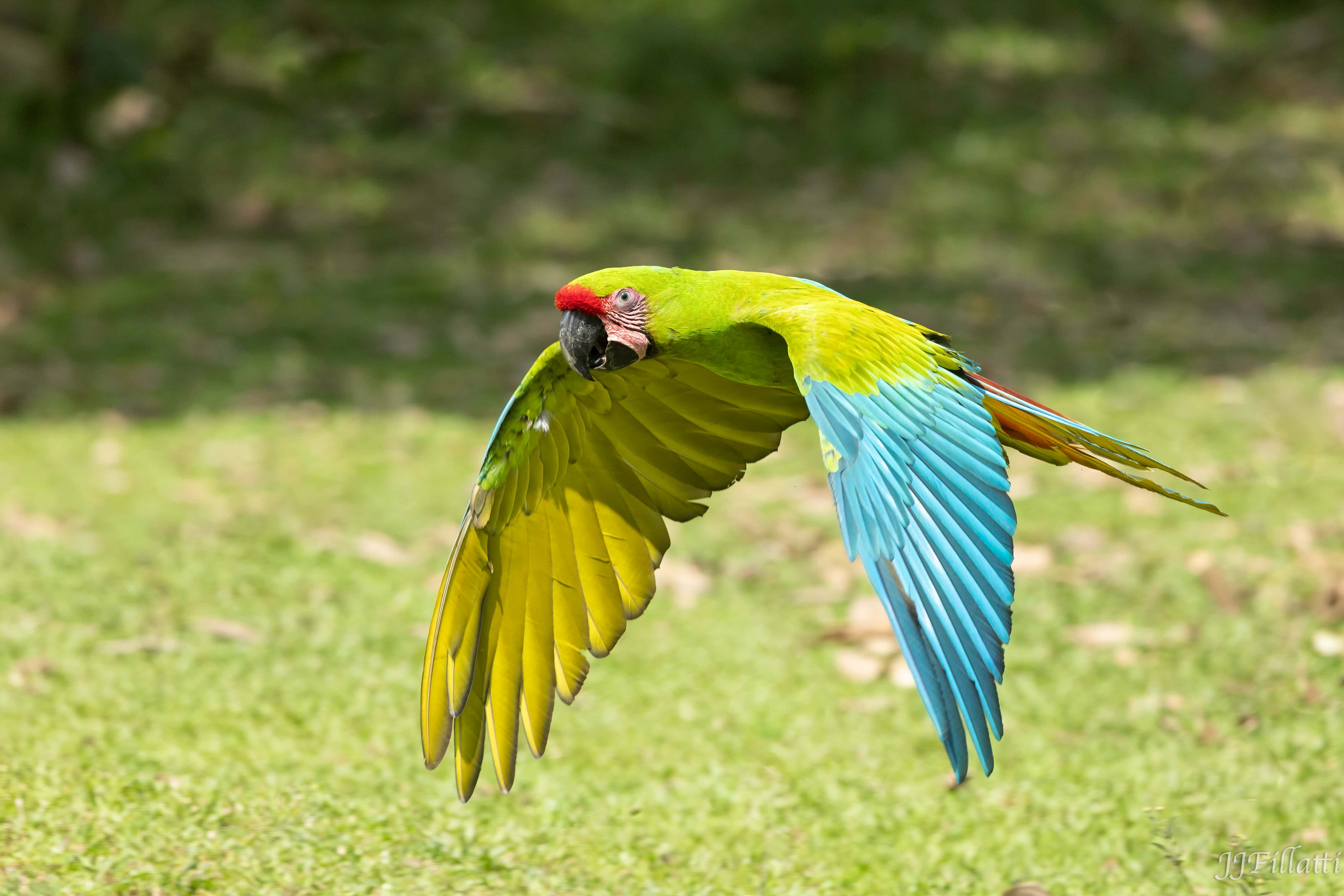 bird of Costa Rica image 32